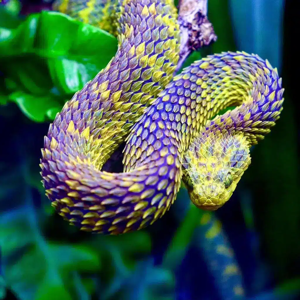 serpent snake