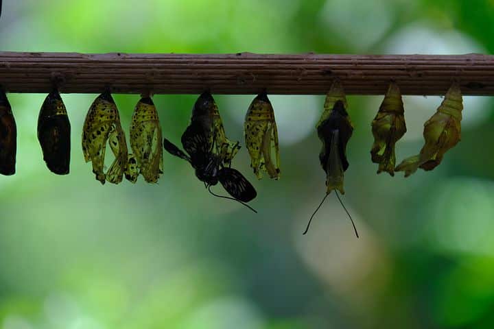 cacoon or cocoon difference