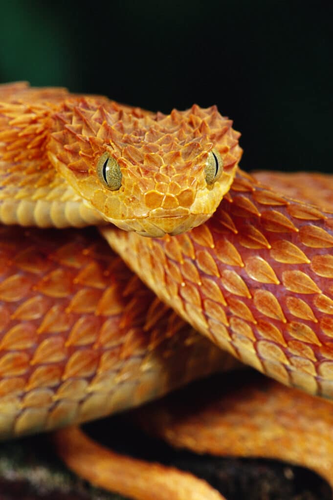 Coiled African Bush Viper